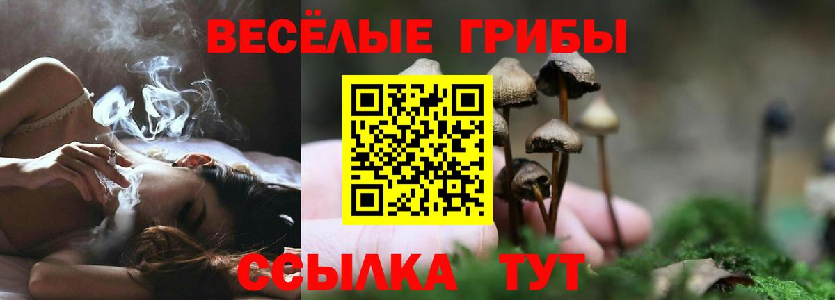 Псилоцибиновые грибы прущие грибы Сокол